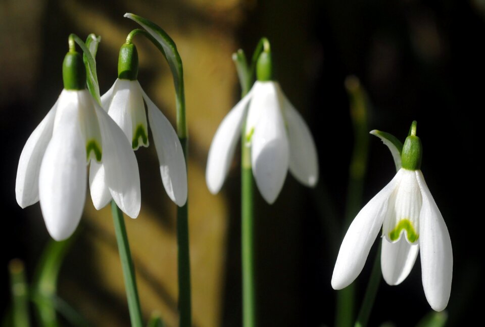 Spring garden nature