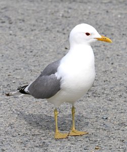 359 - MEW GULL (6-23-2016) homer area, alaska -01