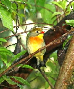 RED-BILLED LEIOTHRIX (9-11-2017) kipukapuaulu trail, kilauea area, hawai'i co, hawaii -05