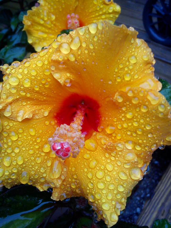 Garden summer flower