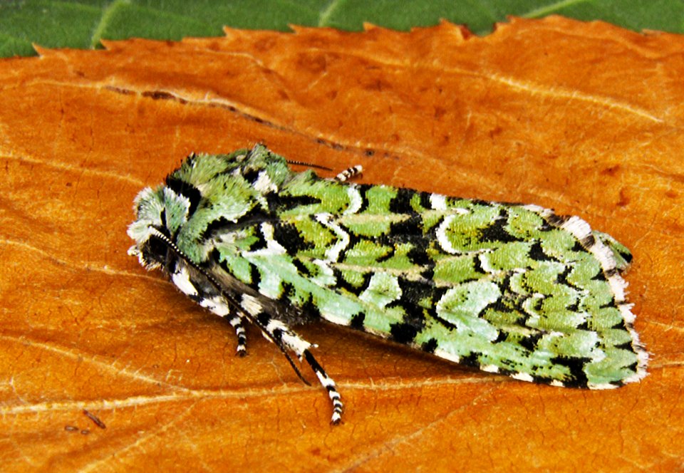 73.224. Griposia aprilina. (BF2247. Merveille du Jour) IMG 0054
