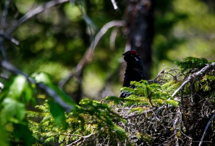 Spruce Grouse