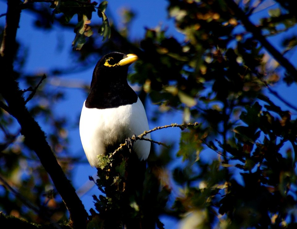 Yellow-billed Magpie