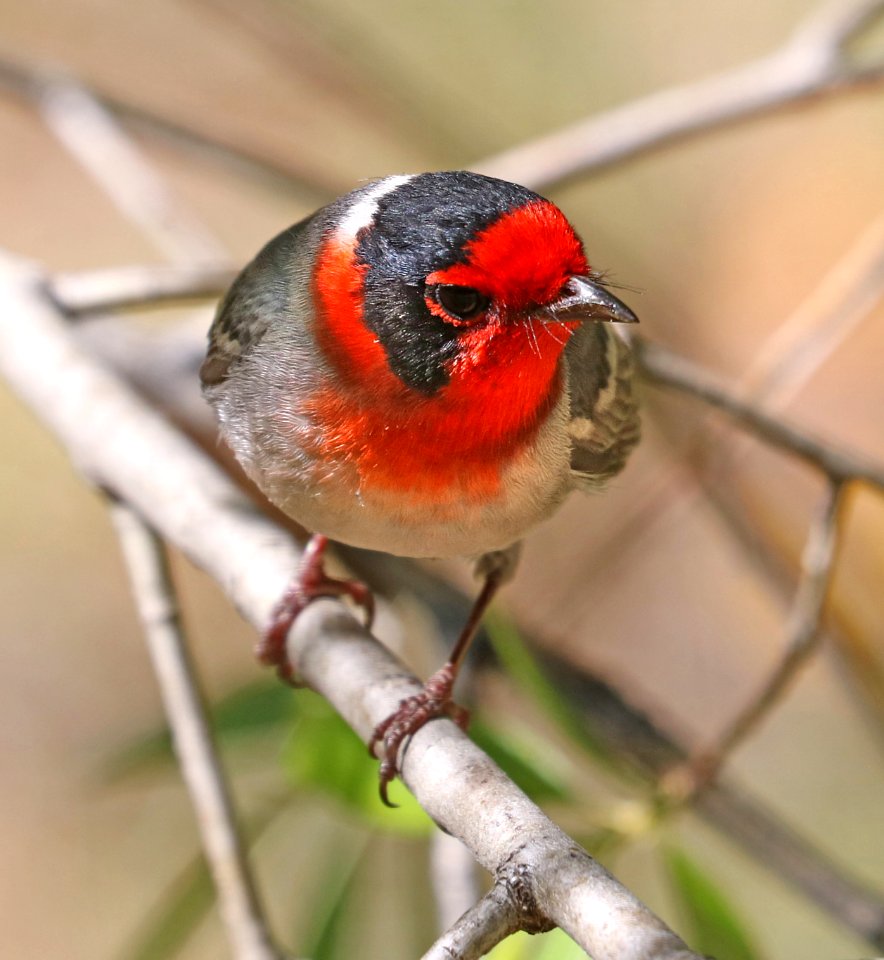 849 - RED-FACED WARBLER (5-4-2017) near emory pass, mimbres mts, grant co, nm -11