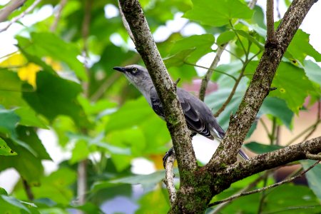 Tropical Mockingbird