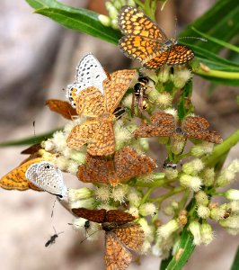 METALMARK, FATAL et al (8-27-2015) pena blanca lake, santa cruz co, az -01