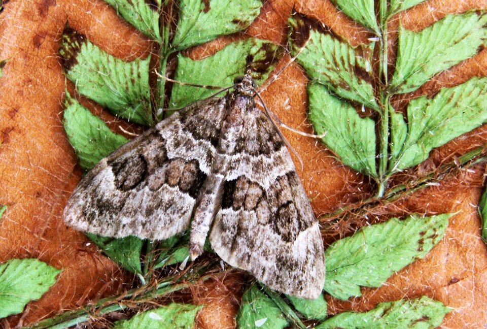 70.079. Thera britannica. (BF1769. Spruce Carpet) IMG 0026