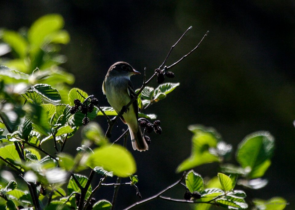 Alder Flycatcher