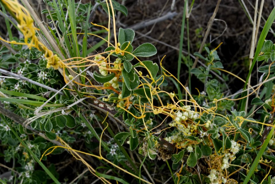 Cuscuta campestris 111018-2421