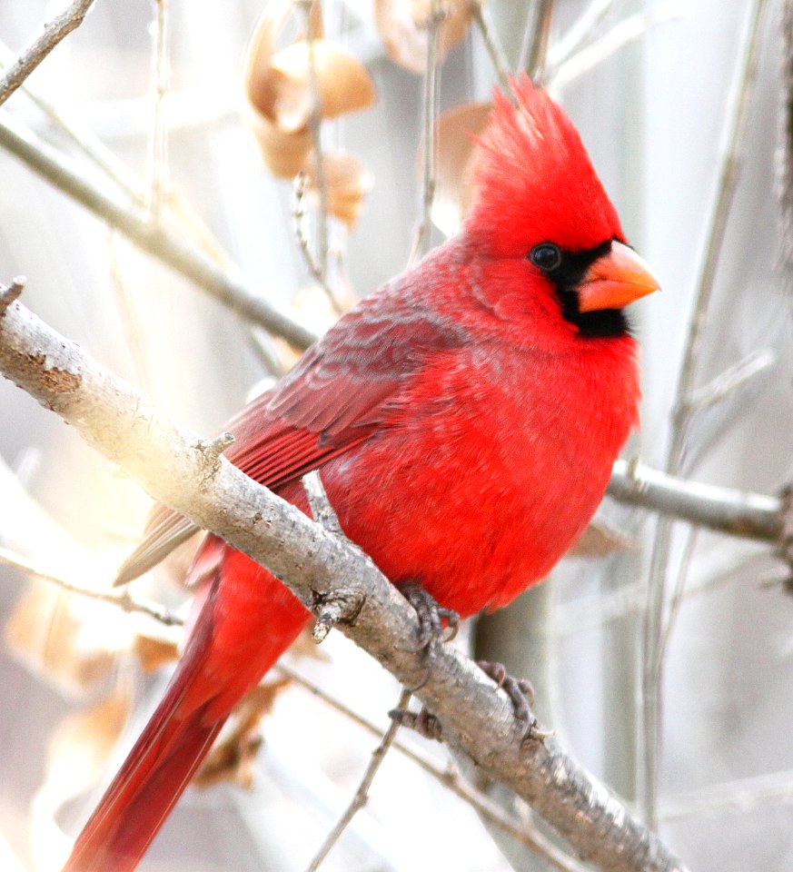 CARDINAL, NORTHERN (12-30-12) pena blanca lake, scc, az -02