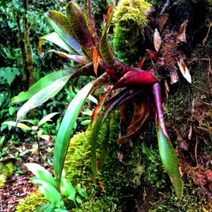 bromeliad