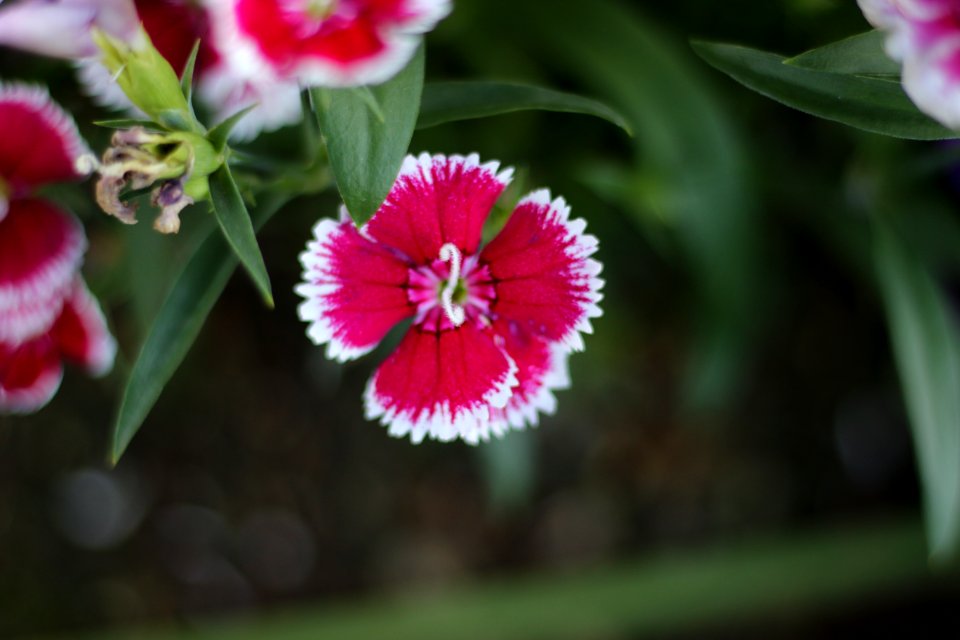 Flowers