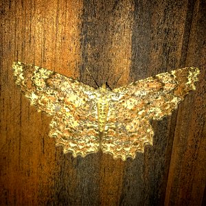 big ass moth