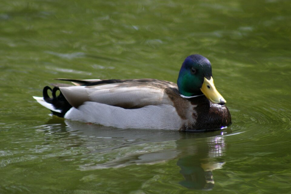 Mallard water swimming