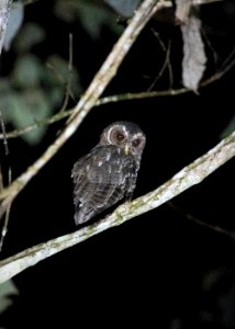 Mottled owl photo