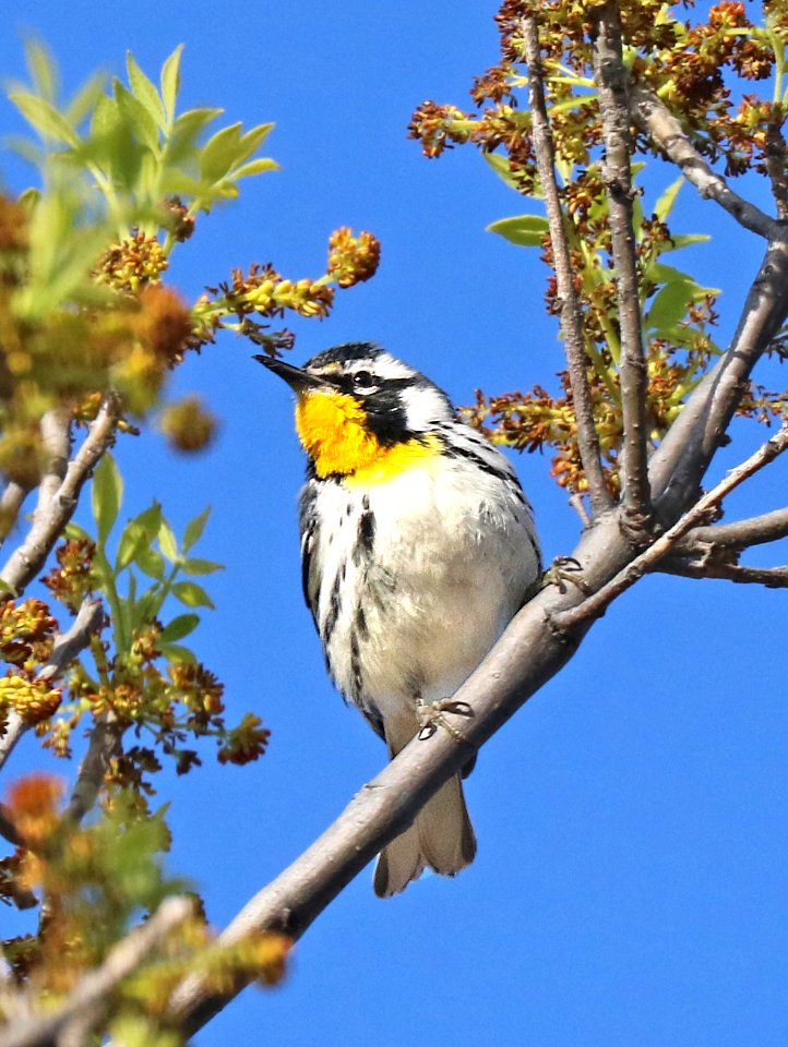 836 - YELLOW-THROATED WARBLER (2-29-2016) patagonia, santa cruz co, az -05