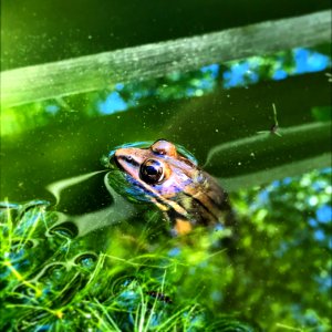 southern leopard frog