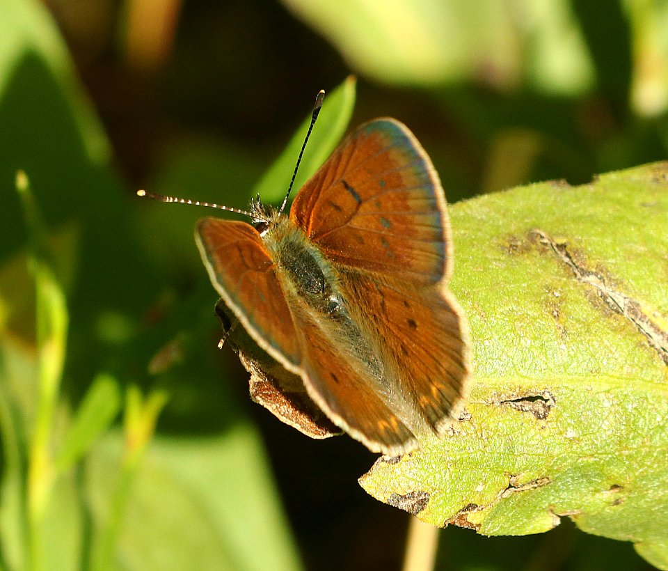 COPPER, PURPLISH (Lycaena helloides) (7-25-2019) 7000 ft, targhee nat for, teton co, wy -04