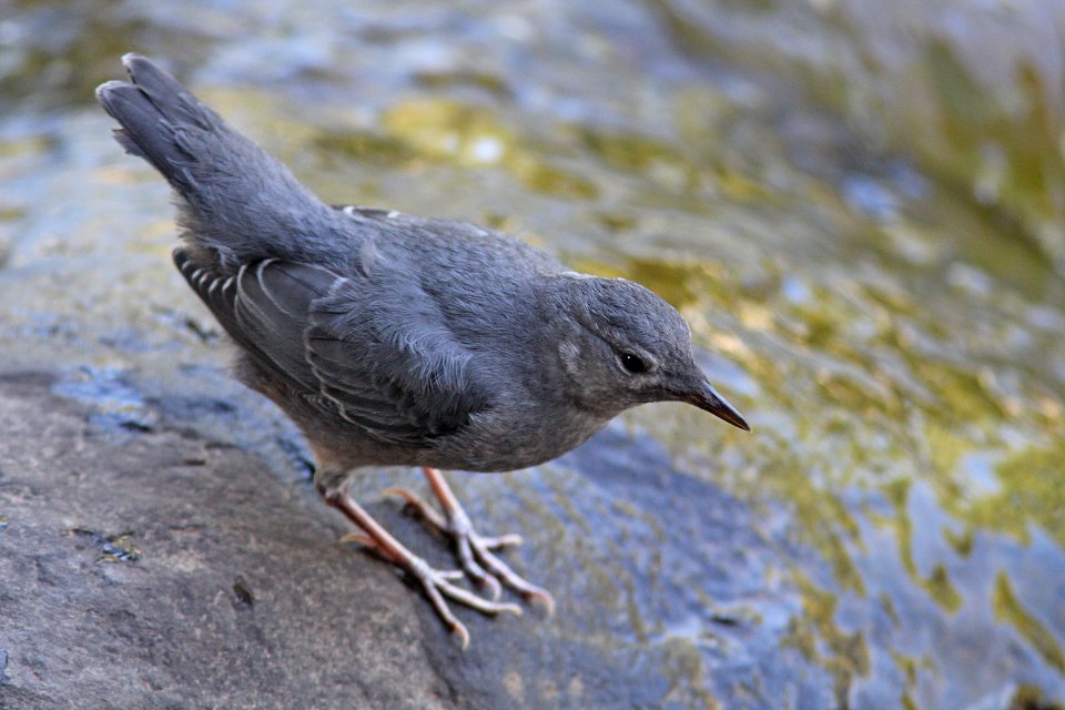 705 - AMERICAN DIPPER (6-11-13) durango, colorado (6) - Copy