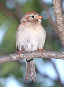 874 - FIELD SPARROW (6-10-2015) middlesex co, ma -01 photo