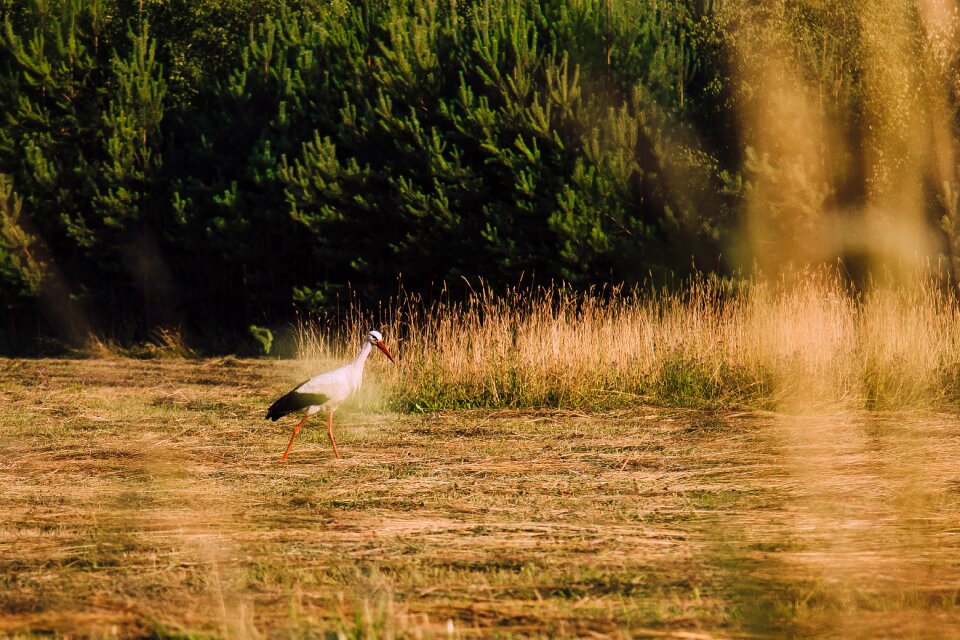 Nature bird white