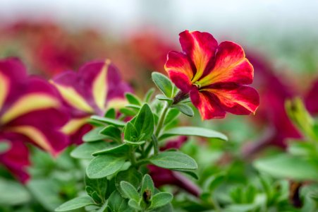 Petunia Cha Ching Cherry