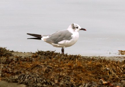 354 - LAUGHING GULL (9-19-2018) stonington, hancock co, me -01