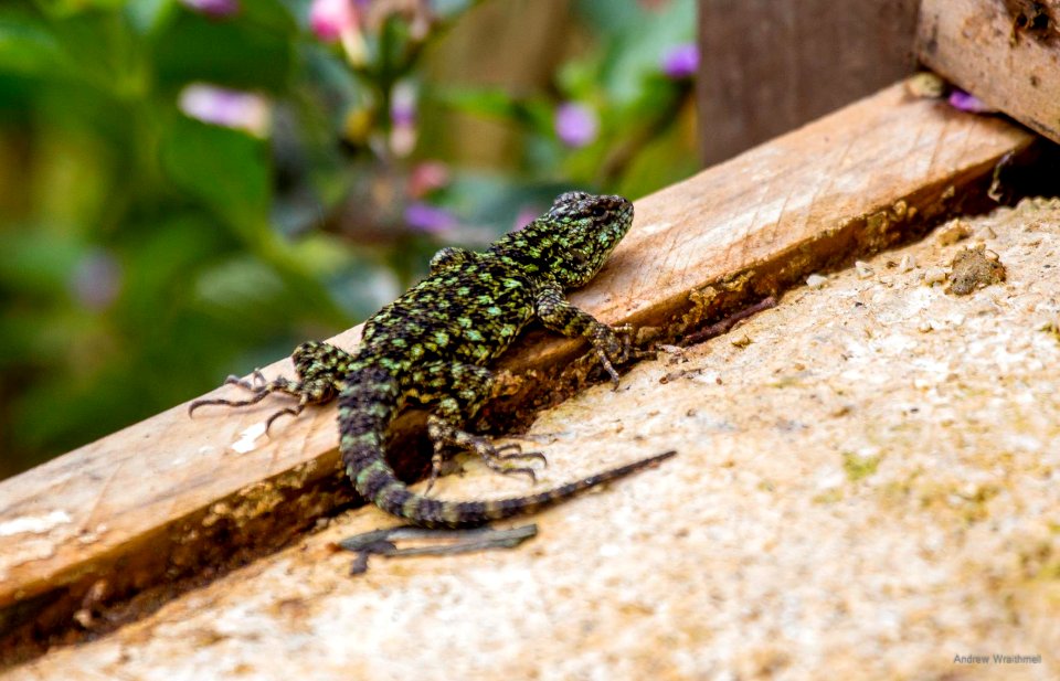 green spiny lizard