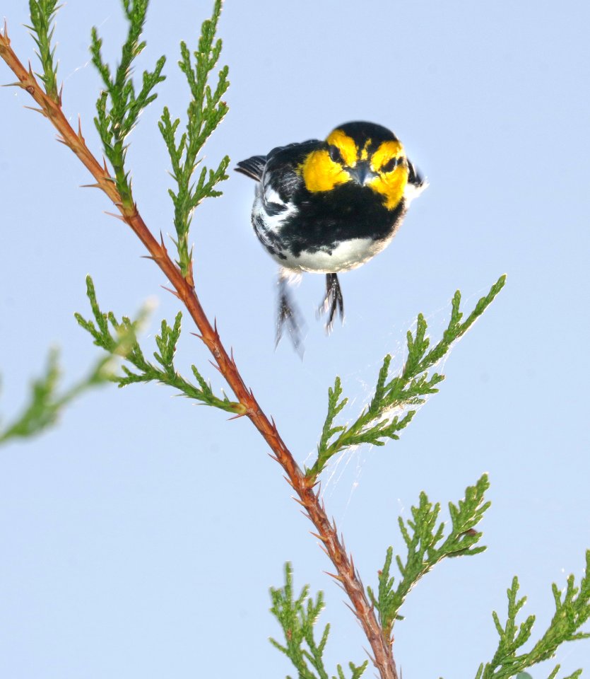 842 - GOLDEN-CHEEKED WARBLER (4-25-2017) ed's ranch, edwards co, tx -04