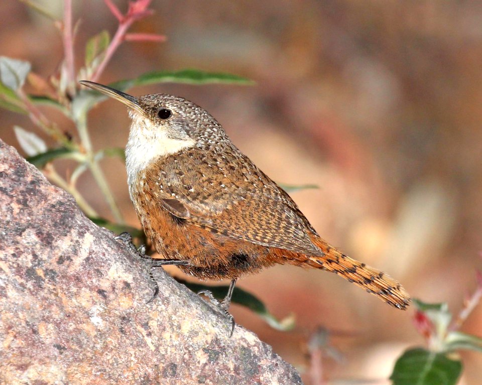 691 - CANYON WREN (5-5-2015) upper humboldt cyn, patagonia mts, santa cruz co, az -03