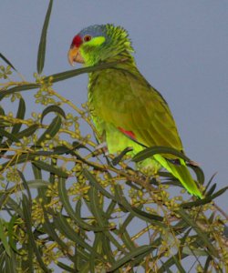 565 - RED-CROWNED PARROT (2-15-2015) oliviera park, brownsville, cameron co, tx -07