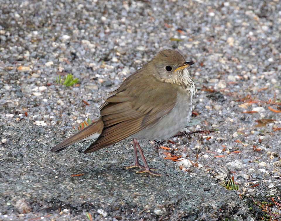 743 - BICKNELL'S THRUSH (6-3-2015) franklin co, maine -02