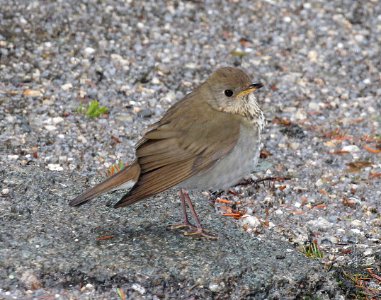 743 - BICKNELL'S THRUSH (6-3-2015) franklin co, maine -02