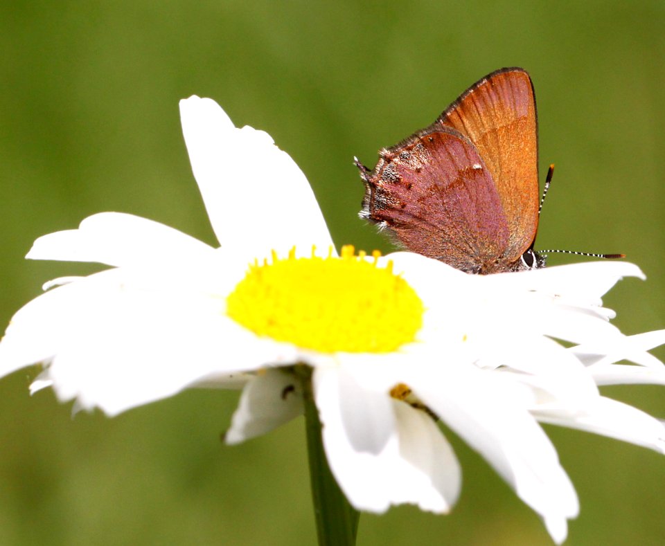 HAIRSTREAK, NELSON'S (Callophrys nelsoni) (6-16-12) douglas co, or  (8)