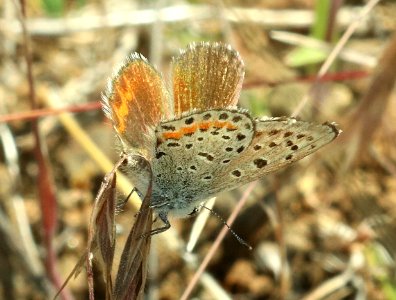 BLUE, COLUMBIA (Euphilotes columbiae) (6-26-2018) jct Rte 82 & Merritt Lane, western union co, or (2) copy