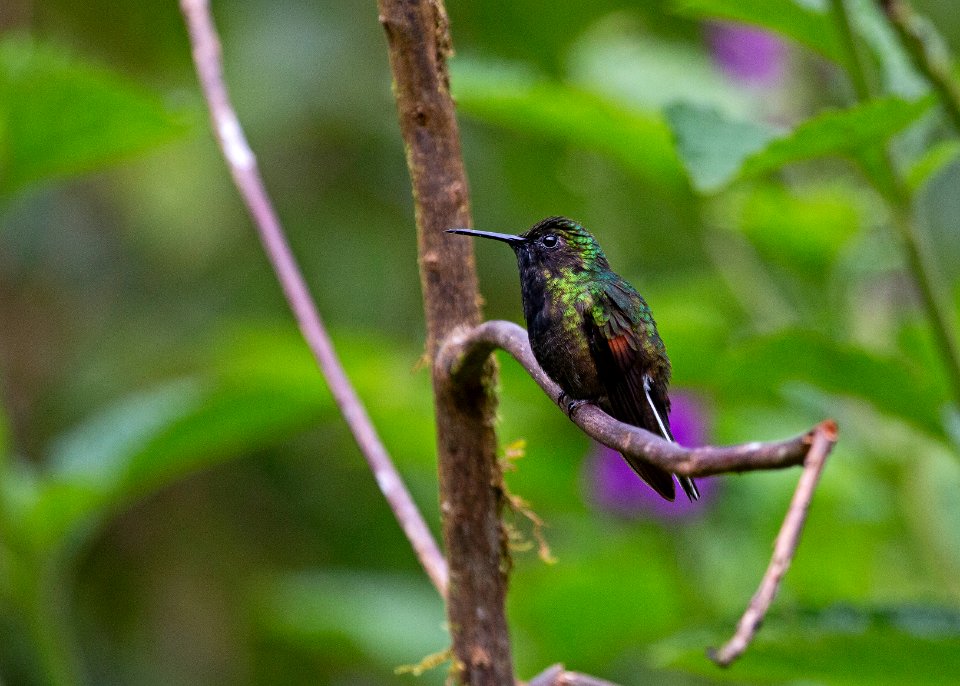 Black-bellied hummingbird