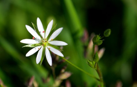 Stellaria photo