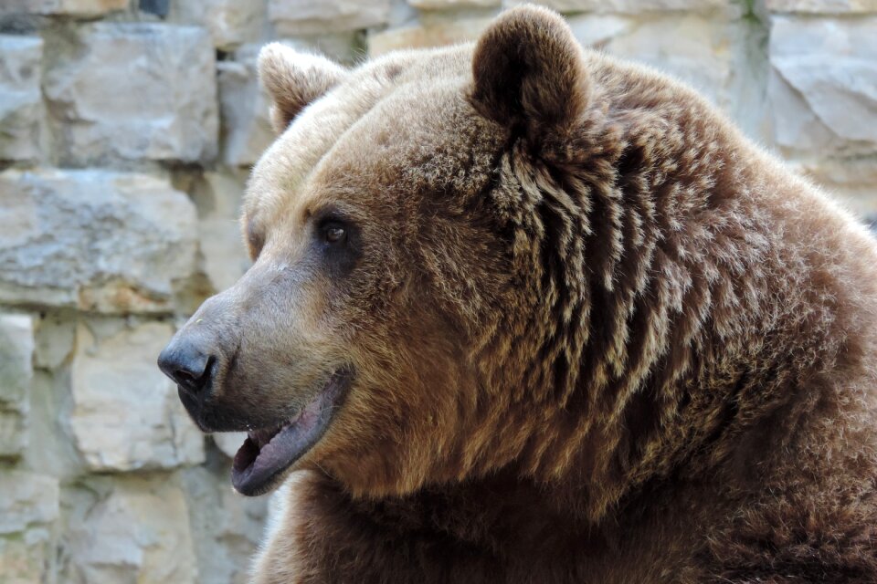 Animal mammal predator