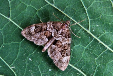 70.079. Thera britannica. (BF1769. Spruce Carpet) IMG 0019