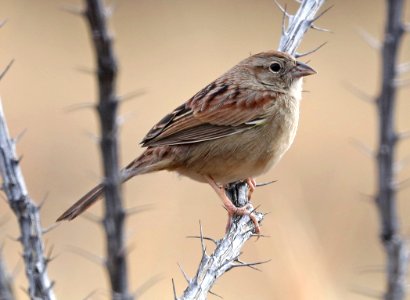 867 - BOTTERI'S SPARROW (1-16-2017) lake patagonia ranch estates, santa cruz co, az 01