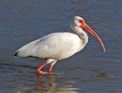 197 - WHITE IBIS (11-01-2015) cameron co, tx -01 photo