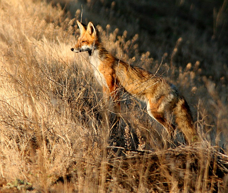 FOX, RED (5-2-07) attascadero waste tx plant, slo co, ca -5