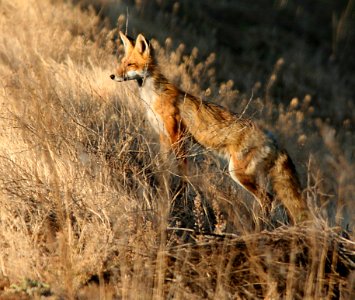 FOX, RED (5-2-07) attascadero waste tx plant, slo co, ca -5