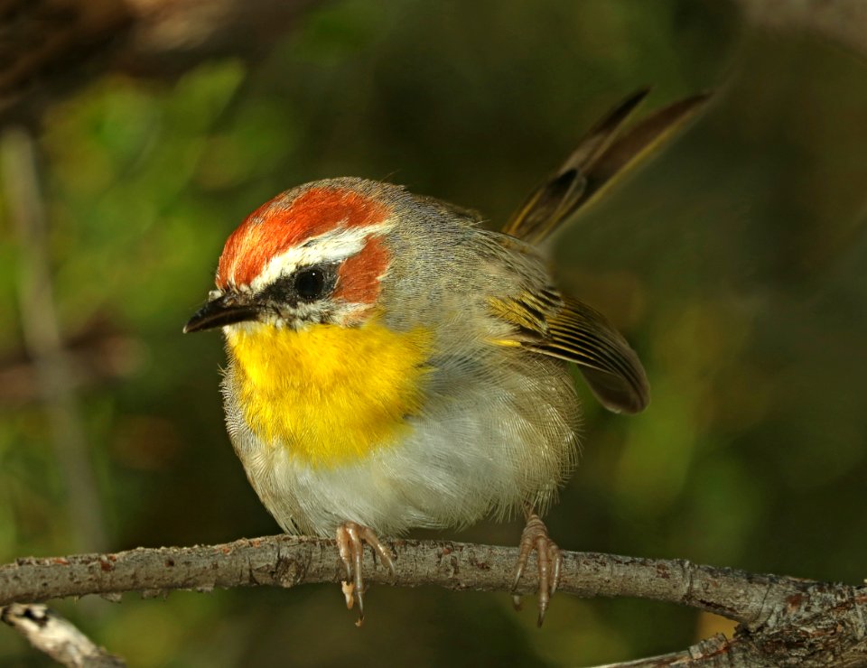 845 - RUFOUS-CAPPED WARBLER (9-28-2019) hunter canyon, huachuca mts, cochise co, az -04