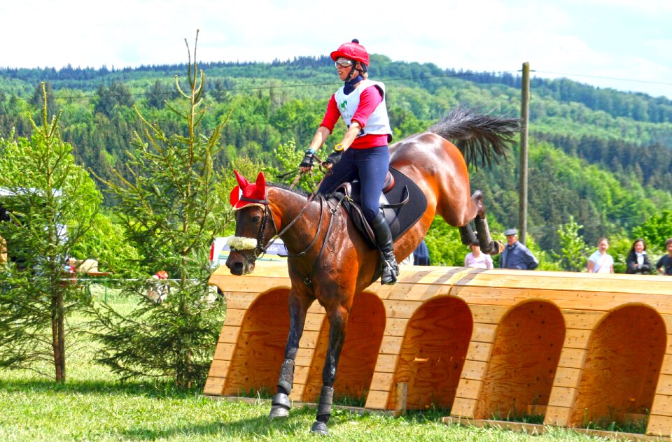 Eventing military-horse riding horse