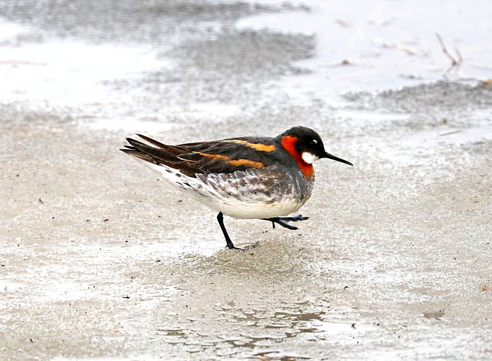 341 - RED-NECKED PHALAROPE (6-15-2016) barrow, alaska -09