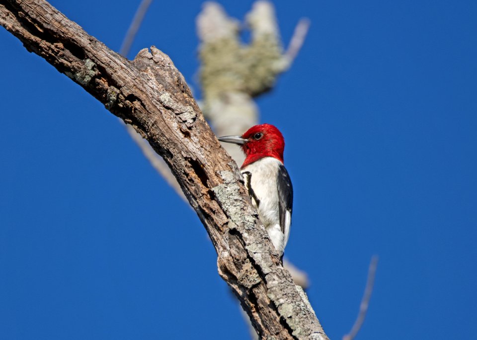 Red-headed woodpecker