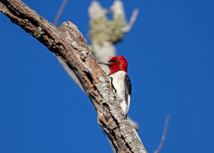 Red-headed woodpecker photo