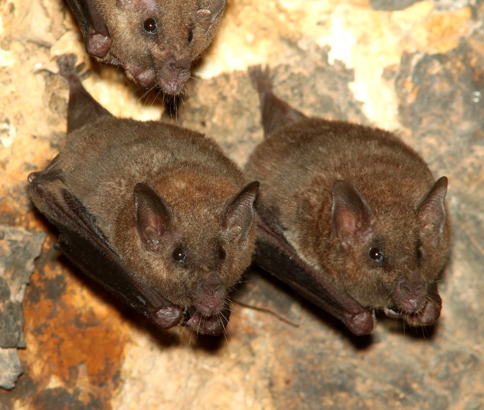 LESSER LONG-NOSED BATS (Leptomycteris curasoae) (7-28-12) 0.2 mile cliffs, patagonia-san rafael rd, scc, az -01