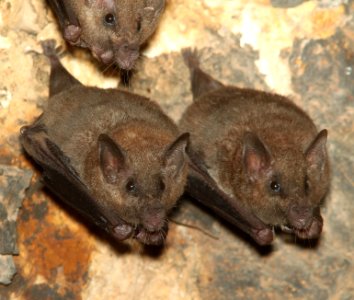 LESSER LONG-NOSED BATS (Leptomycteris curasoae) (7-28-12) 0.2 mile cliffs, patagonia-san rafael rd, scc, az -01